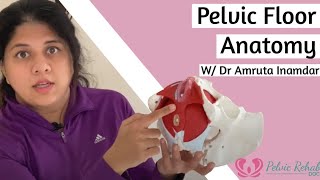 Pelvic Floor StructureAnatomy  Pelvic Rehab Doc [upl. by Sykleb604]