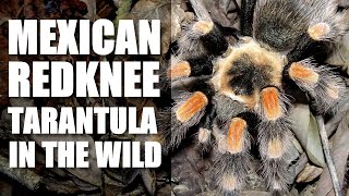 Finding Brachypelma smithi in Mexico [upl. by O'Mahony]