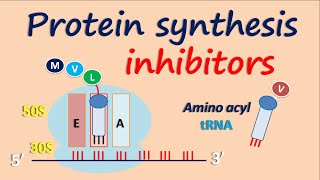 Protein synthesis inhibitors [upl. by Dominick668]