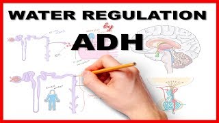 Water Regulation by Antidiuretic Hormone ADH [upl. by Rockwood863]