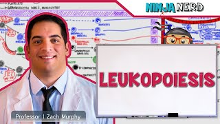 Hematology  Leukopoiesis White Blood Cell Formation [upl. by Lebazej]