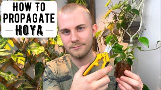 How To Propagate Hoya [upl. by Herve50]