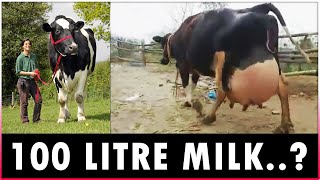 Highest Milk Producing Cow Breeds  Holstein Friesian Jersey Brown Swiss and Guernsey [upl. by Chiles]