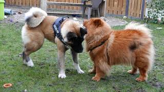 Akita vs Chow Chow [upl. by Valiant]