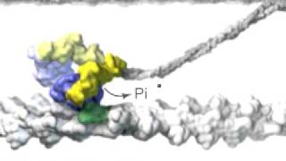 Muscle Myosin [upl. by Sutniuq117]