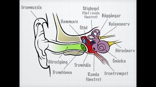 Hörsel och balans [upl. by Griz265]