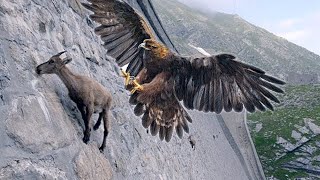 15 Deadliest Eagles in the World [upl. by Nannie]