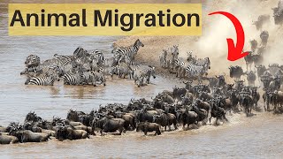 Animal MigrationLets Get Moving [upl. by Hanselka]