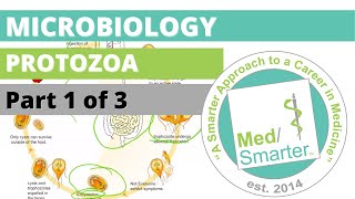 Protozoa  Microbiology  USMLE STEP 1  Part 1 of 3 [upl. by Brubaker649]