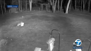 Coyote snatches familys dog on surveillance video in Massachusetts backyard I ABC7 [upl. by Hylan]