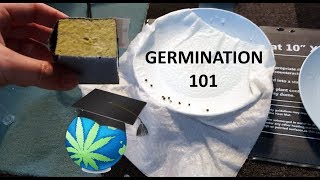 How To Germinate Cannabis Seeds  GUIDE [upl. by Othilia997]