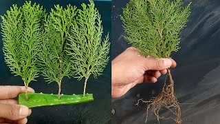 How to propagate ThujaJhau from cutting [upl. by Aekin]