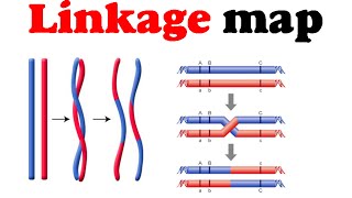 Linkage map  gene mapping [upl. by Yuu]