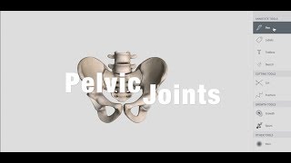 Joints Of Pelvis  Anatomy [upl. by Ohce]