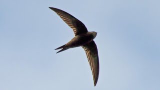 Common Swift Call  Sounds of Summer [upl. by Akiraa]