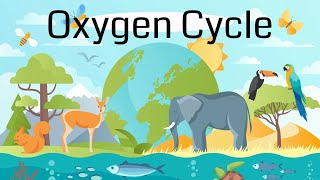 The Oxygen Cycle Explained [upl. by Boehike]