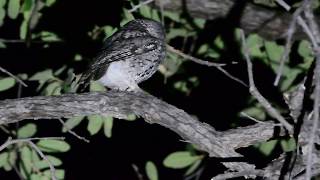 Whiskered Screechowl [upl. by Weidner]