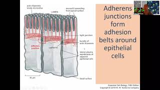 Cell Junctions [upl. by Arney571]