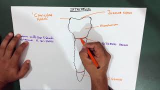 Introduction  Thorax  Sternum  Part 1 Anatomy [upl. by Joashus]