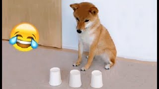 Shibe gets Bamboozled [upl. by Arnoldo]