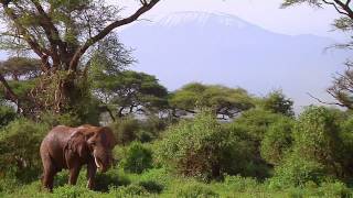 Vanishing Heritage Protecting the Elephants of Amboseli [upl. by Manny177]