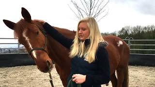 Horsemanship Bodenarbeit Tutorial Kopf senken [upl. by Bomke845]