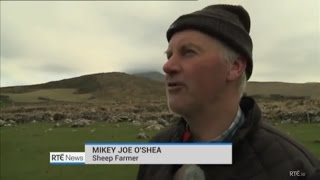 IRISH FARMERS STRONG ACCENT IN COUNTY KERRY IRELAND  MISSING SHEEP [upl. by Cheatham]