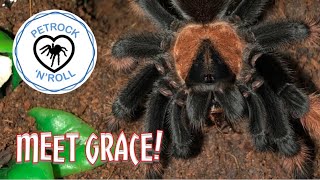 Brachypelma Emilia  A Stunning Tarantula [upl. by Bacon670]