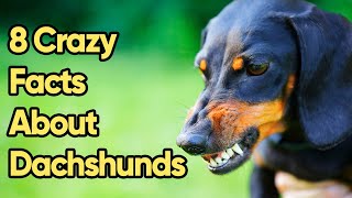 8 Crazy Facts About Dachshunds You Need To Know [upl. by Adaynek]