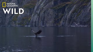 WhiteTailed Eagles Fight Over Fish  Wild Nordic [upl. by Olia]