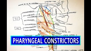 Pharyngeal Constrictors  Pharynx Anatomy [upl. by Ernesta760]