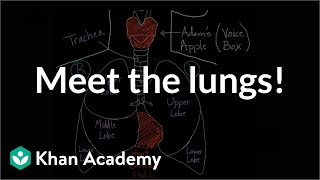 Meet the lungs  Respiratory system physiology  NCLEXRN  Khan Academy [upl. by Starling]