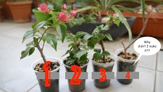 Initiate Flowering In Newly Propagated Bougainvillea Cuttings  The Fastest and the Easiest Way [upl. by Ozne301]