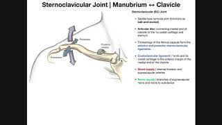 The Sternoclavicular SC Joint  Anatomy and Function [upl. by Dermott]