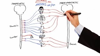 Pharmacology  AUTONOMIC NERVOUS SYSTEM MADE EASY [upl. by Kancler]