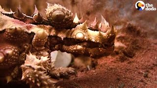 This Thorny Devil Drinks Water Through His Feet [upl. by Deane]