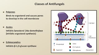 Antifungals Fungal Infections  Lesson 4 [upl. by Aciras]