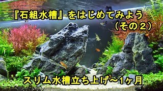 No019 『石組水槽』をはじめてみよう（その２）スリム水槽立ち上げ～1ヶ月まで [upl. by Enaek]