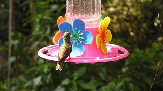 Haz tu mism un bebedero para colibríes [upl. by Starbuck]