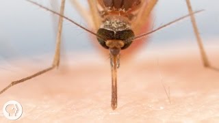 How Mosquitoes Use Six Needles to Suck Your Blood  Deep Look [upl. by Ntsuj]