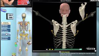 How Scapular Movement Works 3D Anatomy amp Diagrams [upl. by Therron]