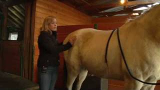 Equine Chiropractic Treatment The Pelvis [upl. by Flanagan]