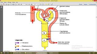 Physiologie rénale 4 Filtration glomérulaire [upl. by Riordan988]