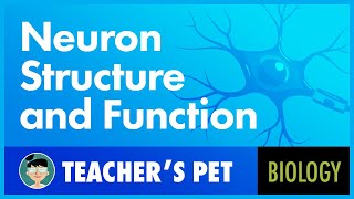 Neuron Structure and Function [upl. by Trisha]