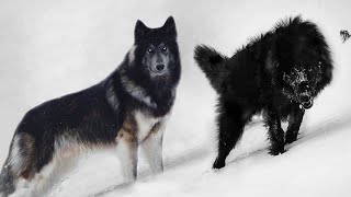 These 10 Dogs Look Really Like Wolves [upl. by Yeleen]