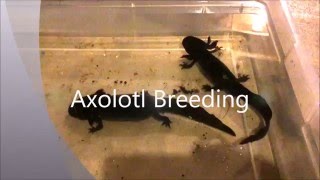 Axolotl Breeding [upl. by Hanschen426]