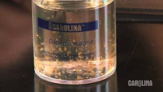 How to Care for Daphnia [upl. by Akimed]