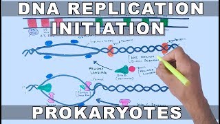 DNA Replication in Prokaryotes  Initiation [upl. by Maillw]