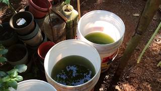 How to grow Green Water Algae [upl. by Talyah]