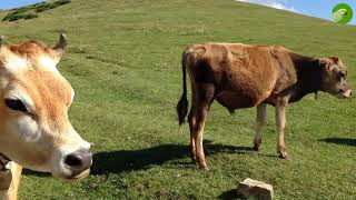 BEAUTIFUL COW VIDEO  COWS GRAZING amp MOOING  Cow Video [upl. by Hadwyn]